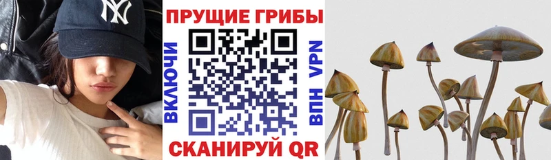 Купить закладки  Кудрово  Галлюциногенные грибы GOLDEN TEACHER 